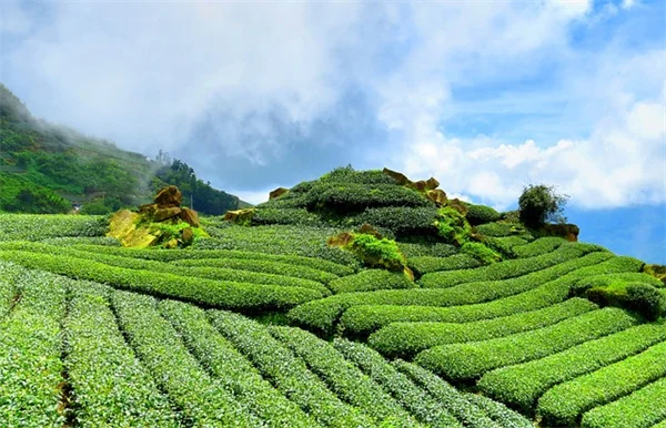 多肉植物のような葉を持つ雑草の見分け方と今すぐできる対策法