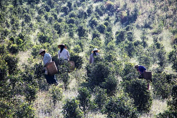 鳥の餌は犬に悪い？獣医が警告する4つの危険成分と安全策