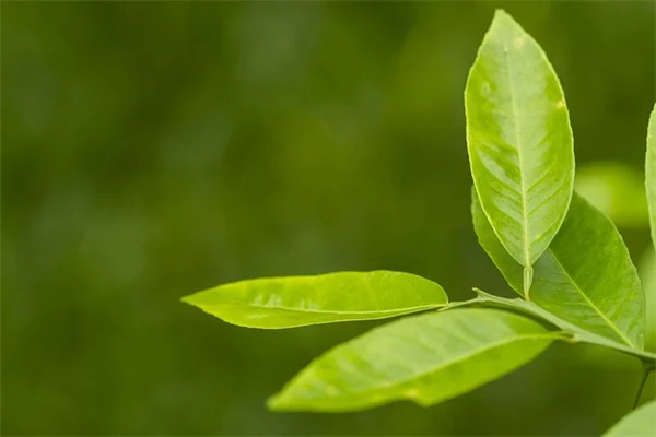キッチンくずガーデンを子どもと楽しむ！初心者でも簡単に成功するコツ