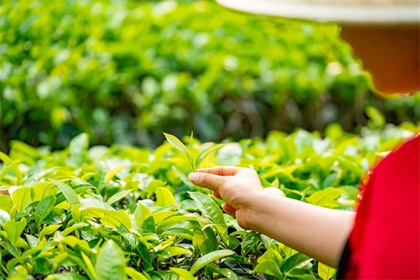 黒莓の水やりは「このタイミング」と「この量」で決まる！10年培った経験から解説